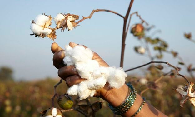 our organic cotton story